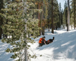 Malea Jordan and her avalanche rescue dog Ripp training at Northstar ski resort in Tahoe, CA Dan Depew - commercial and editorial portrait photographer and art director based in Seattle