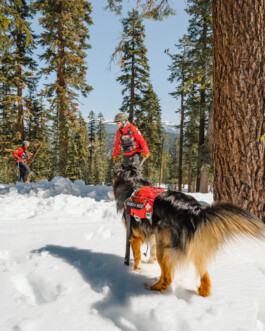 Malea Jordan and her avalanche rescue dog Ripp training at Northstar ski resort in Tahoe, CA Dan Depew - commercial and editorial portrait photographer and art director based in Seattle
