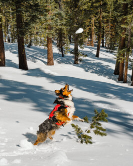 Malea Jordan and her avalanche rescue dog Ripp training at Northstar ski resort in Tahoe, CA Dan Depew - commercial and editorial portrait photographer and art director based in Seattle