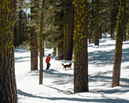 Malea Jordan and her avalanche rescue dog Ripp training at Northstar ski resort in Tahoe, CA Dan Depew - commercial and editorial portrait photographer and art director based in Seattle