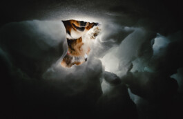 Malea Jordan and her avalanche rescue dog Ripp training at Northstar ski resort in Tahoe, CA Dan Depew - commercial and editorial portrait photographer and art director based in Seattle