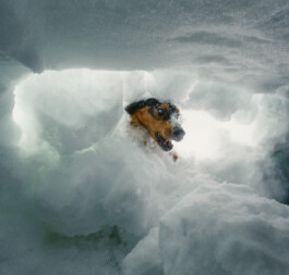 Malea Jordan and her avalanche rescue dog Ripp training at Northstar ski resort in Tahoe, CA Dan Depew - commercial and editorial portrait photographer and art director based in Seattle
