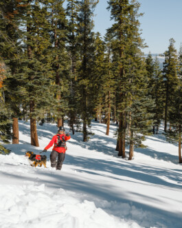 Malea Jordan and her avalanche rescue dog Ripp training at Northstar ski resort in Tahoe, CA Dan Depew - commercial and editorial portrait photographer and art director based in Seattle